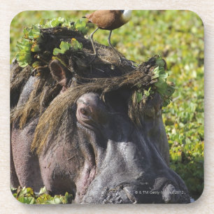 Posavasos Jacana que se coloca en el hipopótamo