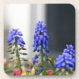 Posavasos jacinto de uva