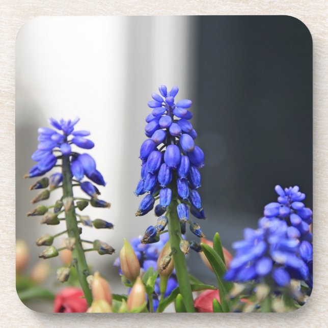 Posavasos jacinto de uva (Frente)