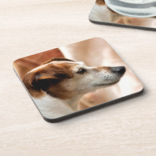 POSAVASOS JACK RUSSELL TERRIER DOG