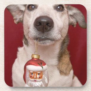 Posavasos Jack Russell Terrier que sostiene el ornamento del