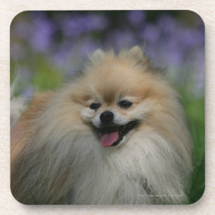Posavasos Jadeo de Pomeranian
