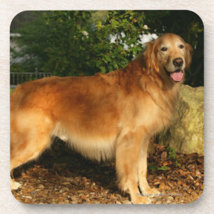Posavasos Jadeo del golden retriever