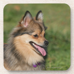 Posavasos Jadeo del Headshot de Pomeranian