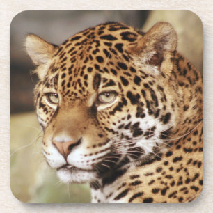 Posavasos Jaguar Coaster Set