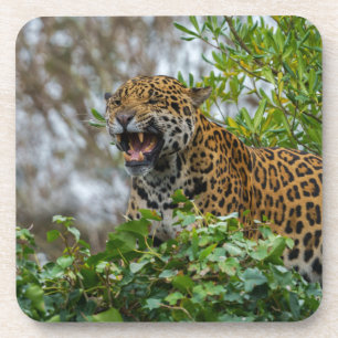 Posavasos Jaguar Growl