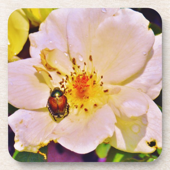 Posavasos Japanese Beetle on White  Rose (Frente)