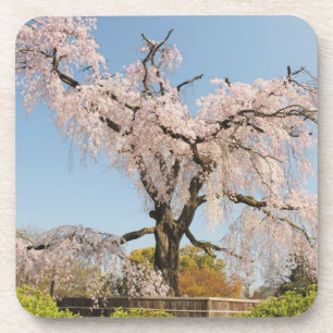 Posavasos Japón, Kyoto. Árbol de cerezo llorón bajo cielo az