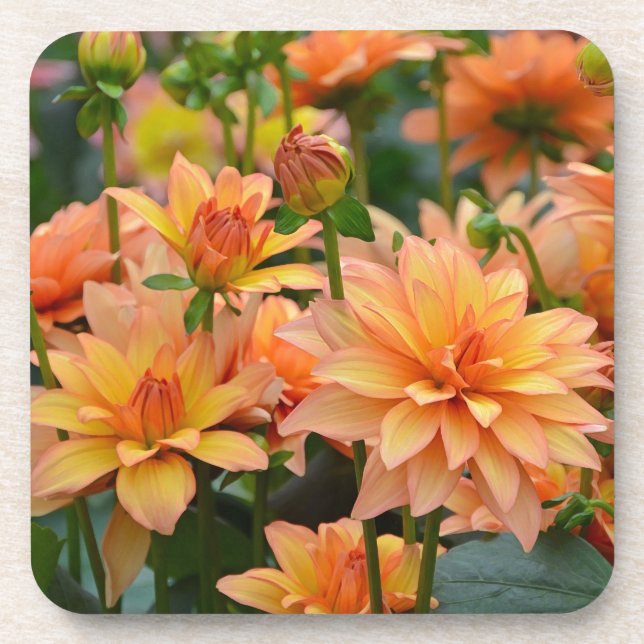 Posavasos jardín de flores naranja dahlia (Frente)