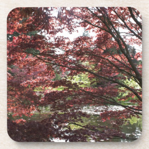 Posavasos Jardín Van Dusen, arce japonés