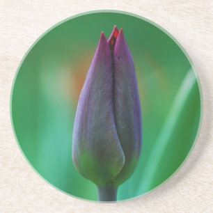Posavasos Jarrón de arenisca de tulipán morado floreciendo f