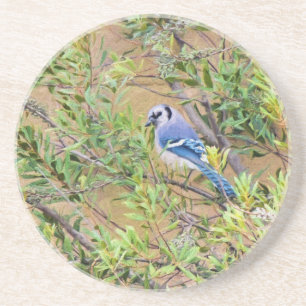 Posavasos Jay azul en Southern Wax Myrtle