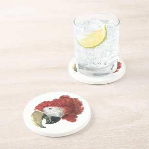 Posavasos Jefe de una Macaw (1725-1792) Aert Schouman