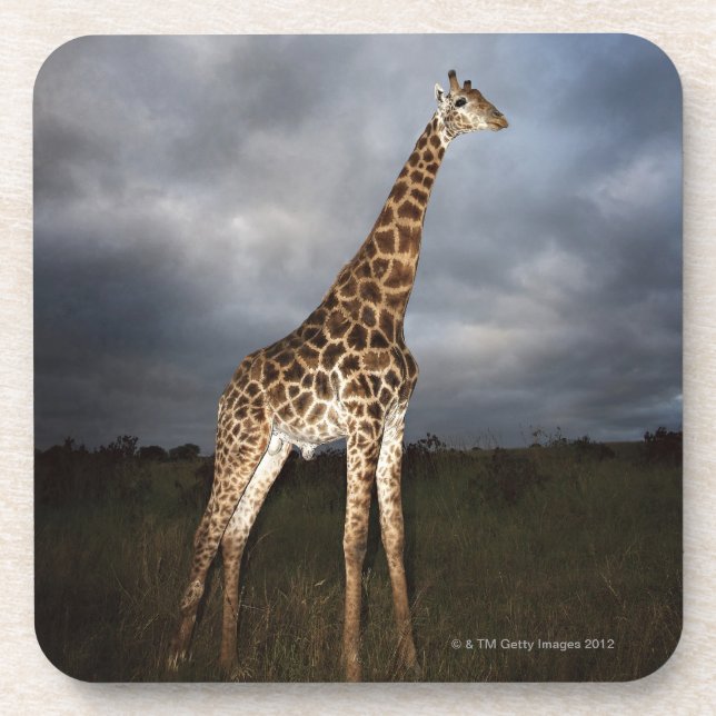 Posavasos Jirafa (camelopardalis del Giraffa) (Frente)