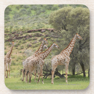 Posavasos Jirafa, camelopardalis del Giraffa, Kgalagadi 3