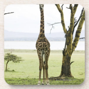 Posavasos Jirafa en Kenia, África