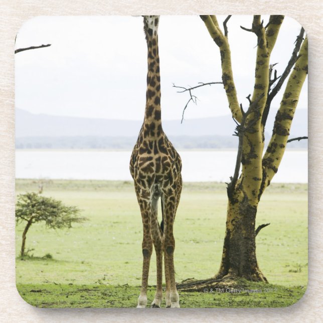 Posavasos Jirafa en Kenia, África (Frente)