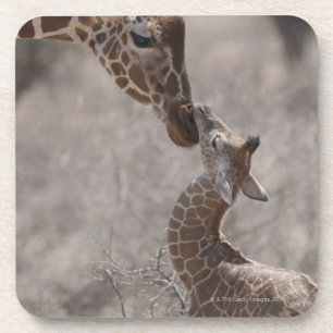 Posavasos Jirafa, Kenia, África