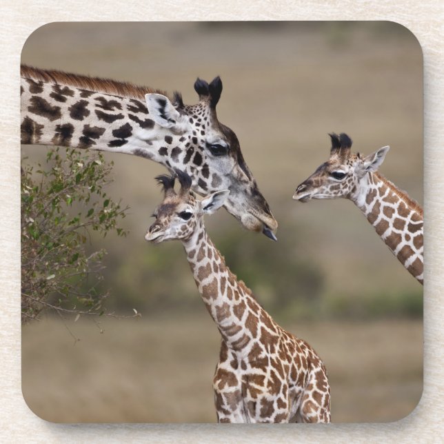 Posavasos Jirafa Masái (Giraffa tippelskirchi) (Frente)