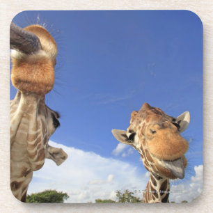Posavasos Jirafa reticulada (camelopardalis del Giraffa) 3