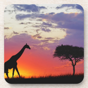 Posavasos Jirafa silueteada al amanecer, Giraffa