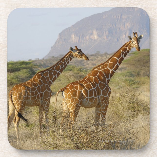Posavasos Jirafa somalí, jirafa reticulada, Giraffa (Frente)