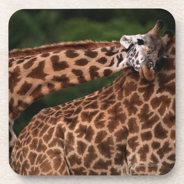 Posavasos Jirafa (tippleskirchi de los camelopardalis de la (Frente)