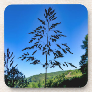 Posavasos Johnson Grass