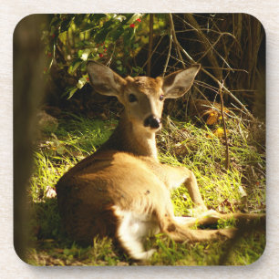 Posavasos Joven Buck In The Meadow
