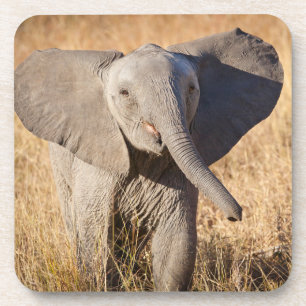 Posavasos Joven Bush Elephant