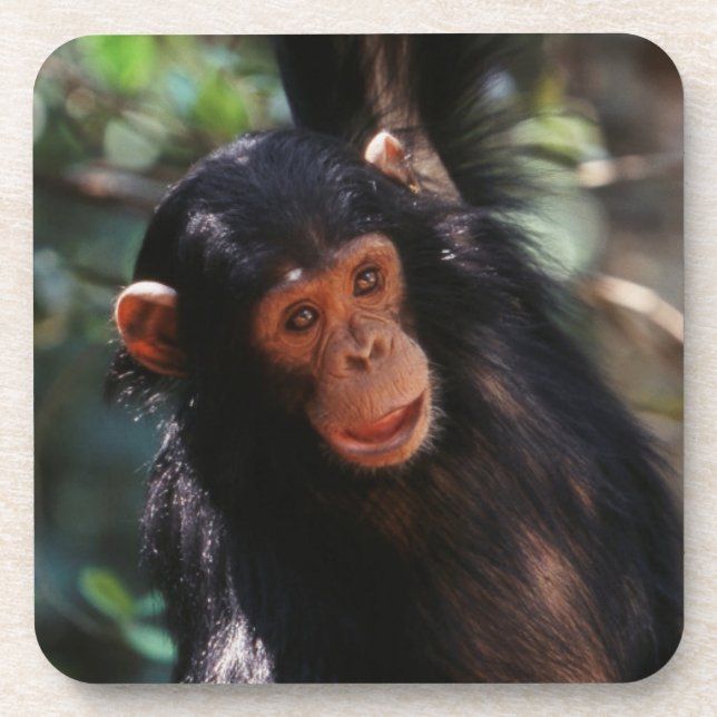 Posavasos Joven chimpancé (Frente)