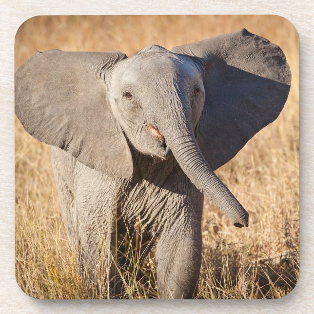 Posavasos Joven elefante de sabana (Frente)