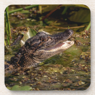Posavasos Joven lagarto