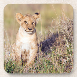 Posavasos Joven león