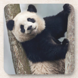 Posavasos Joven panda subiendo a un árbol, China