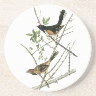 Posavasos Juan Audubon Rufo-echó a un lado Towhee