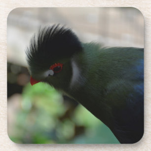 POSAVASOS JUEGO DE 6 POSA VASOS DEL TURACO DE GUINEA