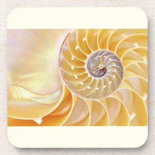 Posavasos Juego de conchas de nautilus de plástico