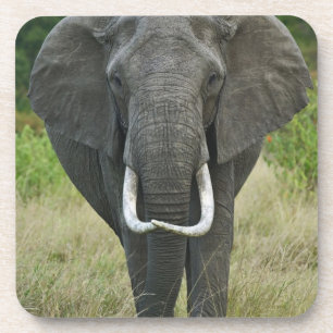 Posavasos Juego de Elephantna loxodonta Masai Mara