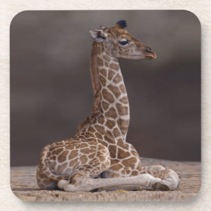 Posavasos Juego de Giraffe para Bebés de 6 Baterías