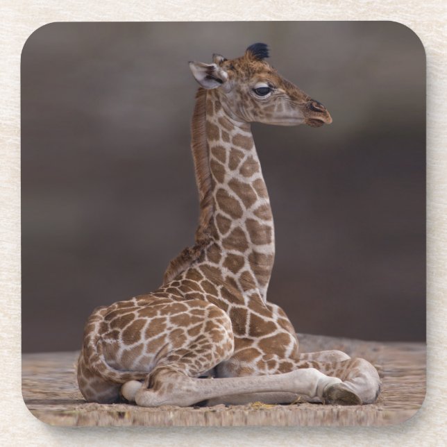 Posavasos Juego de Giraffe para Bebés de 6 Baterías (Frente)