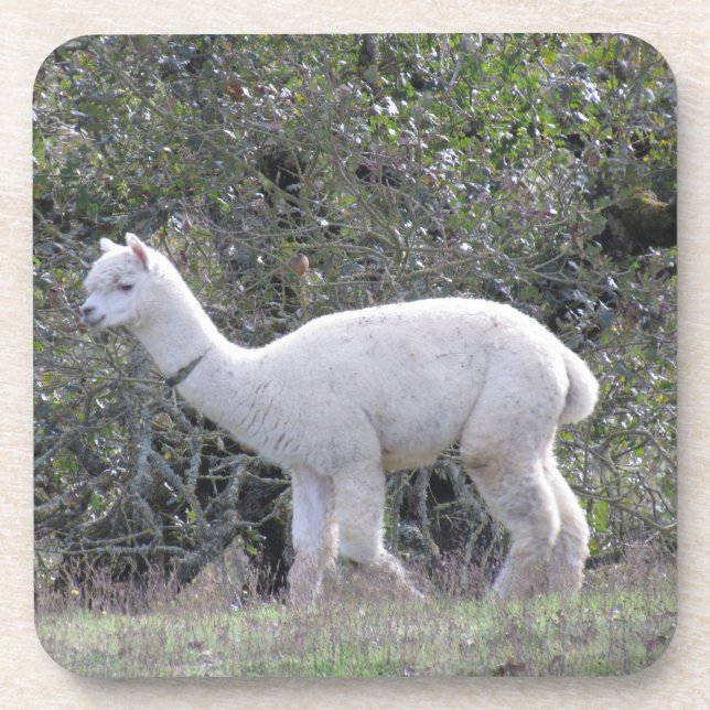 Posavasos Juego de montaña - Alpaca blanca (Frente)