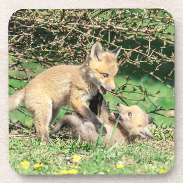 Posavasos Juego de Red Fox Kits (Frente)