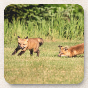 Posavasos Juego de Red Fox Kits