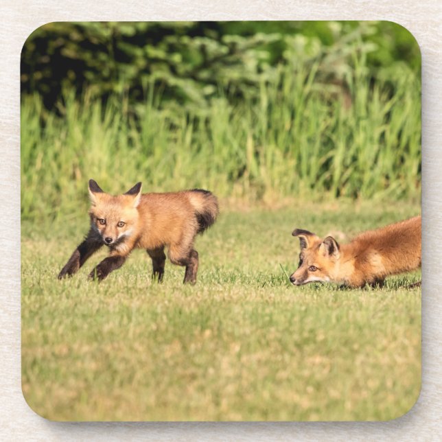 Posavasos Juego de Red Fox Kits (Frente)