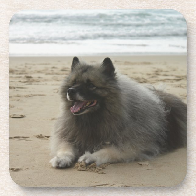 Posavasos keeshond en beach.png (Frente)