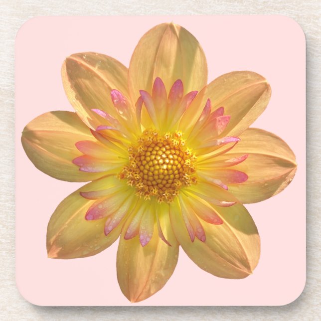 Posavasos Kelsey Annie Joy Dahlia, la flor Naranja asombrosa (Frente)