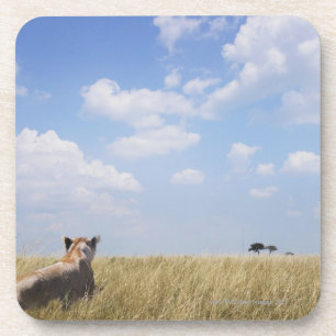 Posavasos Kenia, Masai Mara