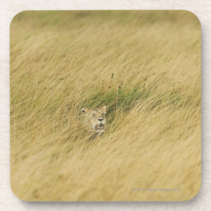 Posavasos Kenia, Masai Mara 2