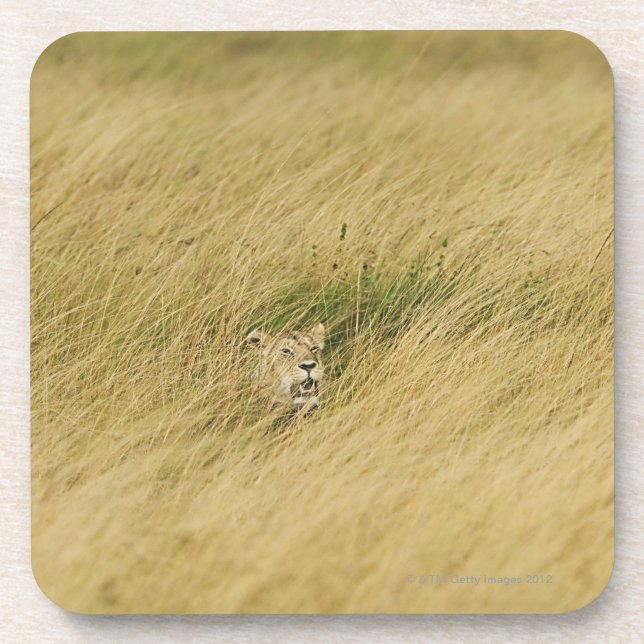 Posavasos Kenia, Masai Mara 2 (Frente)